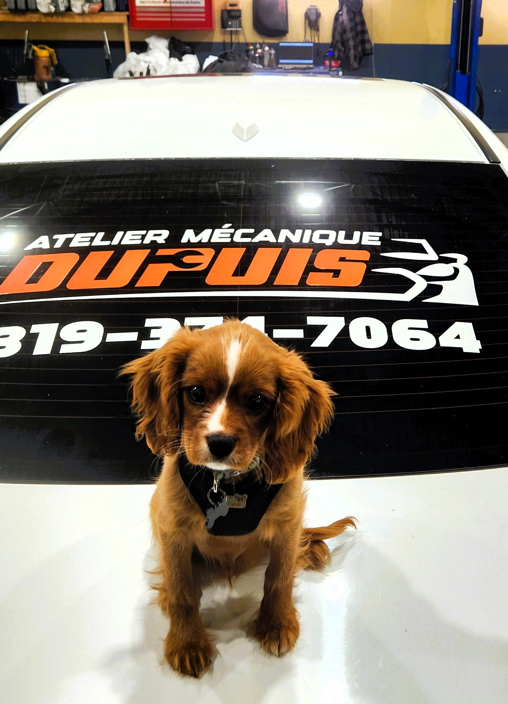 Auguste: Mascotte du garage